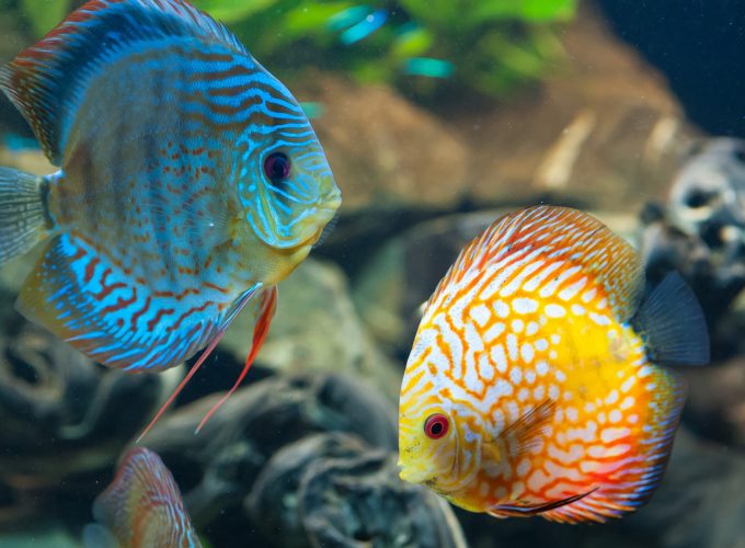 Wallpaper Discus, exotic, aquarium, fish, close up, water, blue, orange, World&636349334